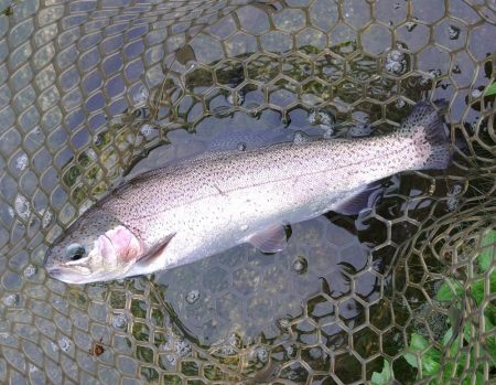 また高島の泉へ